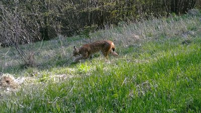 В Ужанському нацпарку фотопастка зафіксувала євразійську рись