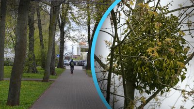У Полтаві запроваджують проєкт із очищення парків від омели