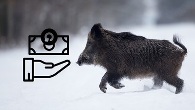 Дикі кабани на Чернігівщині, 80 тисяч гривень