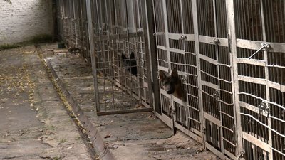 До кожної собаки є свій підхід До кожної собаки є свій підхід
