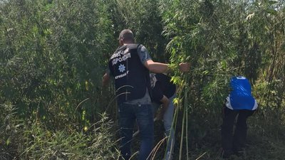 У Кривому Розі поліціянти виявили та знищили поле конопель У Кривому Розі поліціянти виявили та знищили поле конопель