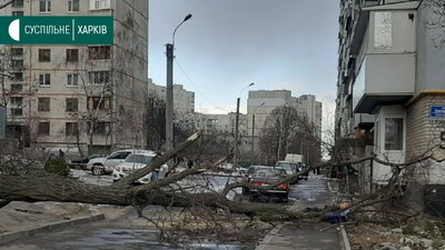 У Харкові дерево впало на перехожого, чоловік загинув У Харкові дерево впало на перехожого, чоловік загинув