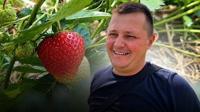Полуниця Волинь, полуниця Хорохорин, робота в Хорохорині, заробіток на полуниці