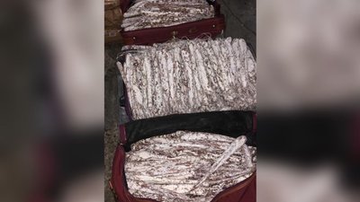 Прикарпатець хотів провезти через митницю 250 кілограмів ковбаси Прикарпатець хотів провезти через митницю 250 кілограмів ковбаси