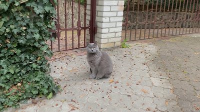 «Усі люблять котів»: глиняні свищики ліпить кераміст із Рівного «Усі люблять котів»: глиняні свищики ліпить кераміст із Рівного