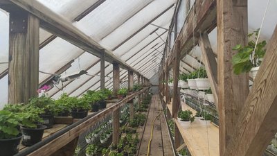 На Тернопільщині квітникар збудував підземну теплицю