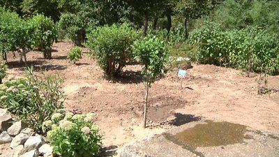 Марафон Відповідальності: на території херсонського вишу висадили соняхи сорту "Богдан Гаврилишин" Марафон Відповідальності: на території херсонського вишу висадили соняхи сорту "Богдан Гаврилишин"