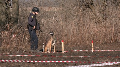 Собаки-сапери з Сумської області допомагають розміновувати Харківщину: як їх готують до роботи на мінних полях Собаки-сапери з Сумської області допомагають розміновувати Харківщину: як їх готують до роботи на мінних полях