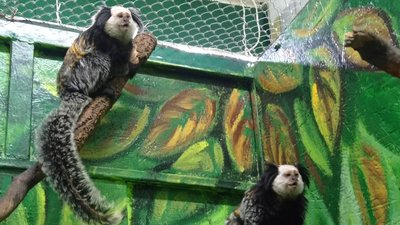Вперше в історії Миколаївського зоопарку в закладі з'явилися мавпи ігрунки Жоффруа