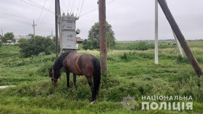 На Рівненщині чоловіка звинувачують у крадіжці пари коней