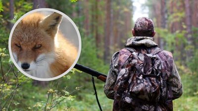 Мисливцям дозволили регулювати чисельності диких тварин на Полтавщині: як це працює
