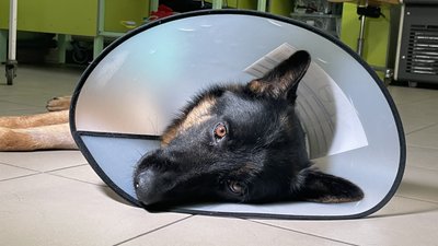 Собаки здавали для нього кров: в Одесі лікують песика, пораненого внаслідок обстрілу на Херсонщині