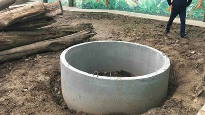 У Подільському зоопарку висадили семиметрову ялинку - для ведмедів