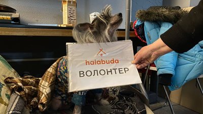 "Усі чомусь думали, що ми Червоний Хрест". Як "Халабуда" стала центром тяжіння і підтримки для маріупольців "Усі чомусь думали, що ми Червоний Хрест". Як "Халабуда" стала центром тяжіння і підтримки для маріупольців