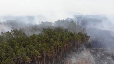 Пожежа на Луганщині знищила 10% лісового масиву області