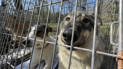 Нові домівки для чотирилапих. У Миколаєві відбулася виставка-прилаштування тварин Нові домівки для чотирилапих. У Миколаєві відбулася виставка-прилаштування тварин