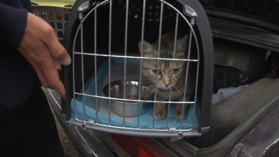 Стерилізація вакцинація тварини Лиман Донеччина Стерилізація вакцинація тварини Лиман Донеччина