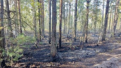 Горів ліс на півночі Рівненщині. У підпалі підозрюють місцевого жителя