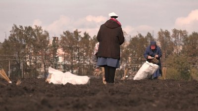 Закривають дирки від снарядів та сіють пшеницю: як функціонує інститут рослинництва на Харківщині Закривають дирки від снарядів та сіють пшеницю: як функціонує інститут рослинництва на Харківщині