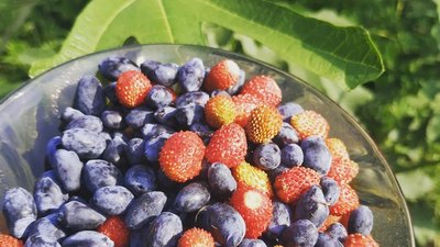 Вчителька з Черкащини поділилася досвідом вирощування екзотичних рослин вдома Вчителька з Черкащини поділилася досвідом вирощування екзотичних рослин вдома