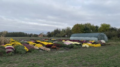 Хризантеми на городі