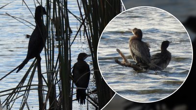 Птахи, баклани малі, Галицький нацпарк, Бурштинське водосховище, Франківщина