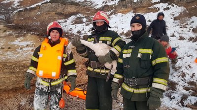 Крижана пастка: на Одещині рятувальники звільнили лебедів із замерзлих лиманів Крижана пастка: на Одещині рятувальники звільнили лебедів із замерзлих лиманів