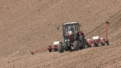 посівна кукурудзи