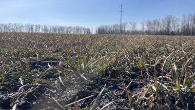 Поле з озиминою на Харківщині, березень 2024 року Поле з озиминою на Харківщині, березень 2024 року