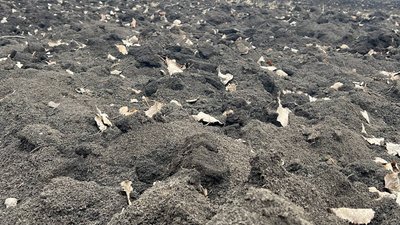 Поле Вінницька область