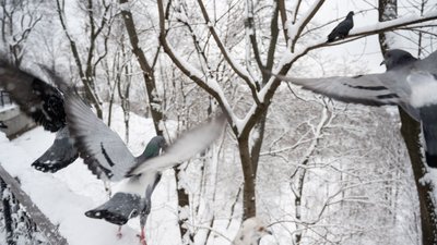 "Реалії української зими": обсерваторія імені Бориса Срезневського пропонує охочим долучитися до конкурсу