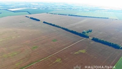 На Полтавщині судитимуть підприємця, який на близько 300 гектарах поля засіяв мак