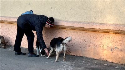 "Це єдиний гуманний спосіб": як у місті на Одещині стерилізують безпритульних собак "Це єдиний гуманний спосіб": як у місті на Одещині стерилізують безпритульних собак