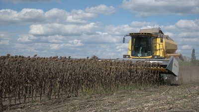 Уже намолотили 141 тонну: у громаді на Вінниччині збирають урожай соняшнику