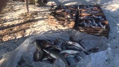 Понад 700 кг риби наловили браконьєри у Нацпарку "Нижньодніпровський" на Херсонщині Понад 700 кг риби наловили браконьєри у Нацпарку "Нижньодніпровський" на Херсонщині
