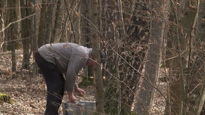 Секрети заготівлі та консервування березового соку на Волині Секрети заготівлі та консервування березового соку на Волині