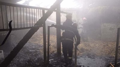 Пожежа ферми на Чернігівщині: врятували 30 тварин та майже півсотні птахів