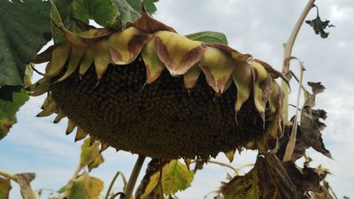 На Кіровоградщині розпочали збирати соняшник. Який урожай і що на нього вплинуло На Кіровоградщині розпочали збирати соняшник. Який урожай і що на нього вплинуло