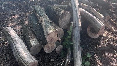 Вирубка дерев на Запоріжжя