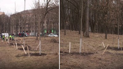 Земельну ділянку на Чорновола та Басівкутській передали Тресту зеленого господартсва