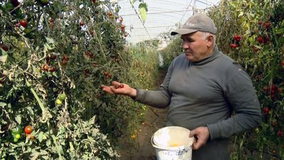 Волинський фермер вирощує овочі та допомагає армії Волинський фермер вирощує овочі та допомагає армії