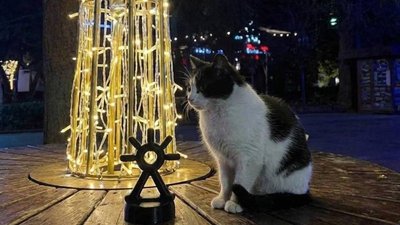 Акція спротиву руху Зла Мавка