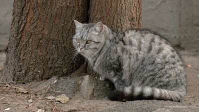 Як піклуватись про безхатніх тварин взимку Як піклуватись про безхатніх тварин взимку