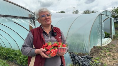 Світлана Ярошенко упродовж двох років вирощує полуницю на Хмельниччині