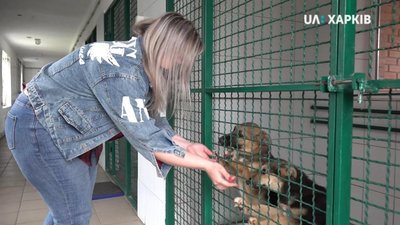"Вони очікують на прогулянку": як працює харківський притулок для тварин під час карантину "Вони очікують на прогулянку": як працює харківський притулок для тварин під час карантину