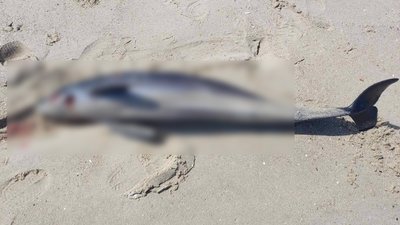 Через війну Чорному морі загинуло близько 50 тисяч дельфінів
