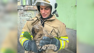 Котика врятували у Запоріжжі: тварина застрягла на дереві