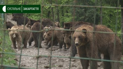 Ведмеді нацпарку “Синевир” Ведмеді нацпарку “Синевир”
