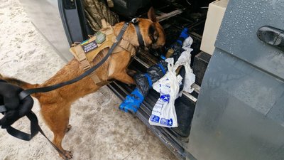 Службовий собака кінологів 5 Слобожанської бригади "Скіф" НГУ