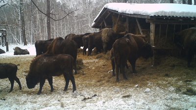 Як допомагають перезимувати лісовим звірям на Конотопщині